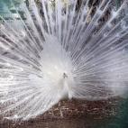 Este pavo real blanco vive en el Parque Animal Kamla Nehru en Indore (India). El despliegue de alas del pájaro nacional indio, el pavo real, está relacionado con la llegada del monzón, según ciertas creencias en la región. | S. Gupta (Efe)