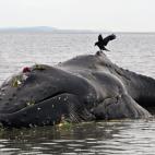Esta ballena murió varada en White Rock (Canadá). Tenía heridas por todo su cuerpo. Aún estaba viva cuando fue localizada, pero murió pocó después. | Andy Clark (Reuters)