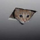 Uno de los gatos más célebres de la red es este pelirrojo asomando la cabeza desde un techo (según cuenta la leyenda, observaba como su dueño se masturbaba).