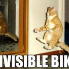 A los LOLcats les gusta los objetos invisibles...es una de sus peculiaridades