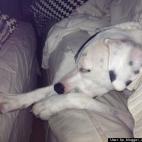 HuffPost Blogger Joanna Zelman:We rescued our pitbull mix 3 years ago. She loves snuggling under blankets.