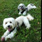 Meg Joseph:These are our "boyz", Dylan the Shih Tzu and Cubby, the Havanese. They love playing in the park, chasing stuffed animals around the house and snoozing together in the afternoon. They are best buddies and we think they are pretty cute.