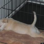 Saint8312003:Sleepy time- cozy in my kennel!