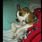 Ashley Heller:Our 11 month old boxer mix pup enjoys sleeping in our bed when were are not looking. Still not sure how he manages to wiggle under the blankets! but hey he looks mighty comfy.