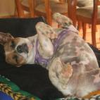 glitterari:We rescued this little street dog after he'd been hit by a car. He was just skin and bone but now look at him! Living the good life in Costa Rica!