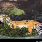 Angela Beck Surber:My leopard gecko Loki:)