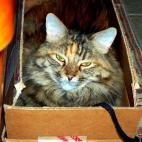 topflo23:This is our beautiful rescued cat. She came to our door sick and so thin that she was just empty matted fur. She would bite, scratch and did not like touching. Now she loves to be brushed, climbs onto your lap for love but it is stil...
