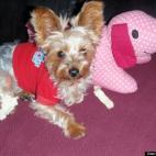 roxie2251944:Here is my boy Ricky with his stuffed animal Lucy, I thought it was cute