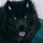 bjorntzenh:This is SMOKEY. She was 13 years old when I had to put her to sleep July 2012 for Cancer. I miss her so much. I hope she's enjoying her favorite chewing bone in Heaven.