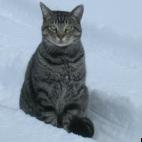 panique:Jag the snow cat!