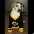Laurie Lew:Sonny misses his Bruins!