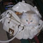 Grishanya:Nessa loves purses