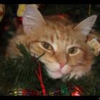 jengeman:We leave the undecorated tree up all year and he sleeps in it!