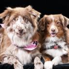 JBWINO:Our two rescued aussies. Best buds!