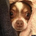 James N Rhodes:I wrapped Pinenut, our purebred chihuahua, in two towels after giving him a bath. While drying him off he poked his head out and my wife snapped this pic of him with her iPhone. :)