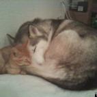 fairietales:Ana, the Siberian Husky, with Frederico, foster kitten. Ana would have other ideas, but she knew the rules.