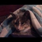 kfawver922:sleepin' kitty