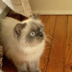 aproff:My daughter recently adopted (saved) Taylor, a beautiful Himalayan who had been seriously neglected. Taylor is so loved by her new family.