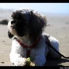WendyWorriesBoutU:Our puppy Leo at the Oregon coast resting up for another round of fetch at the beach.