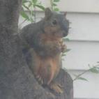 mrsmic:This squirrel has hanging around outside my window for a while now. Pretty chubby....my be with child or has stuffed it's self with pecans from my tree. Anyway....we have become friends and I look forward to our little visits.