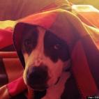 GiGi Gueorguieva:November in New York is cold and this munchkin likes to warm up under the blanket!