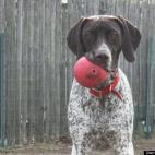 Jessee Egan:This is my German Shorthaired Pointer Max. He loves to cuddle, jump, run and follow everyone around the house. He also enjoys drooling, eating cheese, smearing his nose all over the windows, brawling it out with birds and jumping on ...