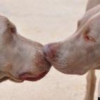 JaL3 SD:Our rescue Weimaraners Charlie and Hope show some sibling love
