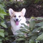 Gerald Gammone:My 3 Year old Pembroke Welsh Corgi Henson,just checking out the garden from a great vantage point.