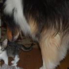 someonesmomanddaughter:Our new kitten Joey being checked our by his new best friend Flash
