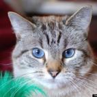 HonDoll:Gracie is a rescue cat. She had been in a foster home for months because she was afraid of other animals and children so she needed a special home. Over the past nine months she has become more adventurous and trusting. She is my suns...