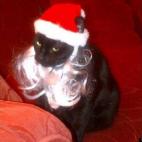 AngieCat:Angie is "not impressed" with the santa get up because she's a girl and Santa is a man!