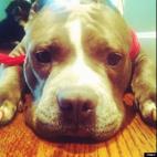 Trent Jackson:Bluenose American Bully Pup Pluna she's the cutest, make her famous!