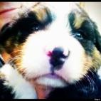 Trent Jackson:Baby Bernese Mountain Dog this is Akela as a pup