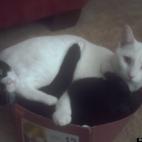 Mark Vasil:How many cats can you fit in a shoebox? Two.