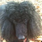 Mllefuchs:Golden Hearted Standard Poodle. Joyous creature, loved all beings. Passed October 2012, age 16 3/4. Forever my love bug, my best girl.