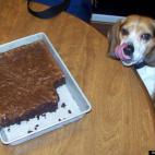 corseeman:Flapjack our beagle loves food - all food - especially baked goods!