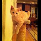 KarenT:Satie is a long cat so doesn't fit on his perch very well, but that doesn't stop him.