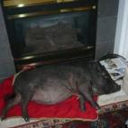 Jean Ann:Bella the truffle pig enjoying the fire