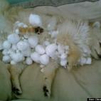 Diana Kretzschmar:I had to cut some of those snowballs off because they'd gotten so hard, I couldn't just break them by squeezing and the Puppy started to get cold