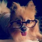 sammiwiches:Biscuit, my hipster dog.