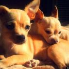 PDXTransplant:My daughter Monica's two Chihuahuas that are best friends. They are her sweet boys!