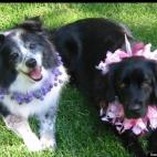cricketdog08:Shayde, a senior adoption, and Zuri, adopted after her nine puppies were weaned. Zuri is therapy dog and volunteers at Children's Hospital.