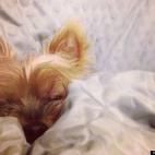 jkinnaman:rosco p coltrane - exhausted after a long day of yorkshire terrier-ing.