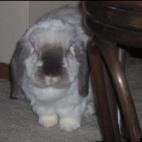 BettyLoo:Betty Bunz, the most precious bunny ever. November 20, 2003- September 13, 2012. Rest in peace, my little love.