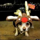 Darin Chambers:Miss Zoe at 9 years old wearing Reindeer hat, she looks like Max the poor dog that the Grinch made pull all the stolen toys, trees and food.
