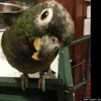 karen lyons kalmenson:you ain't seen nothing yet. this little pteribird is the world's cutest pet :-D