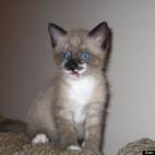 NYCraigTurpin:He's a Snowshoe Siamese breed with a huge personality and a lot to say. He can be found tweeting sometimes at @TheCatBentley