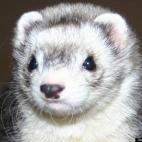 Tillie Morse:Duke is our big, lovable, handsome ferret lad. He loves everyone and is a gentle giant.