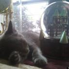 tedbrogan:Just taking a little cat nap