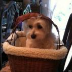 jcos:Our Maltese Tico, loves to go for bike rides in his basket. This was the first time trying it out.